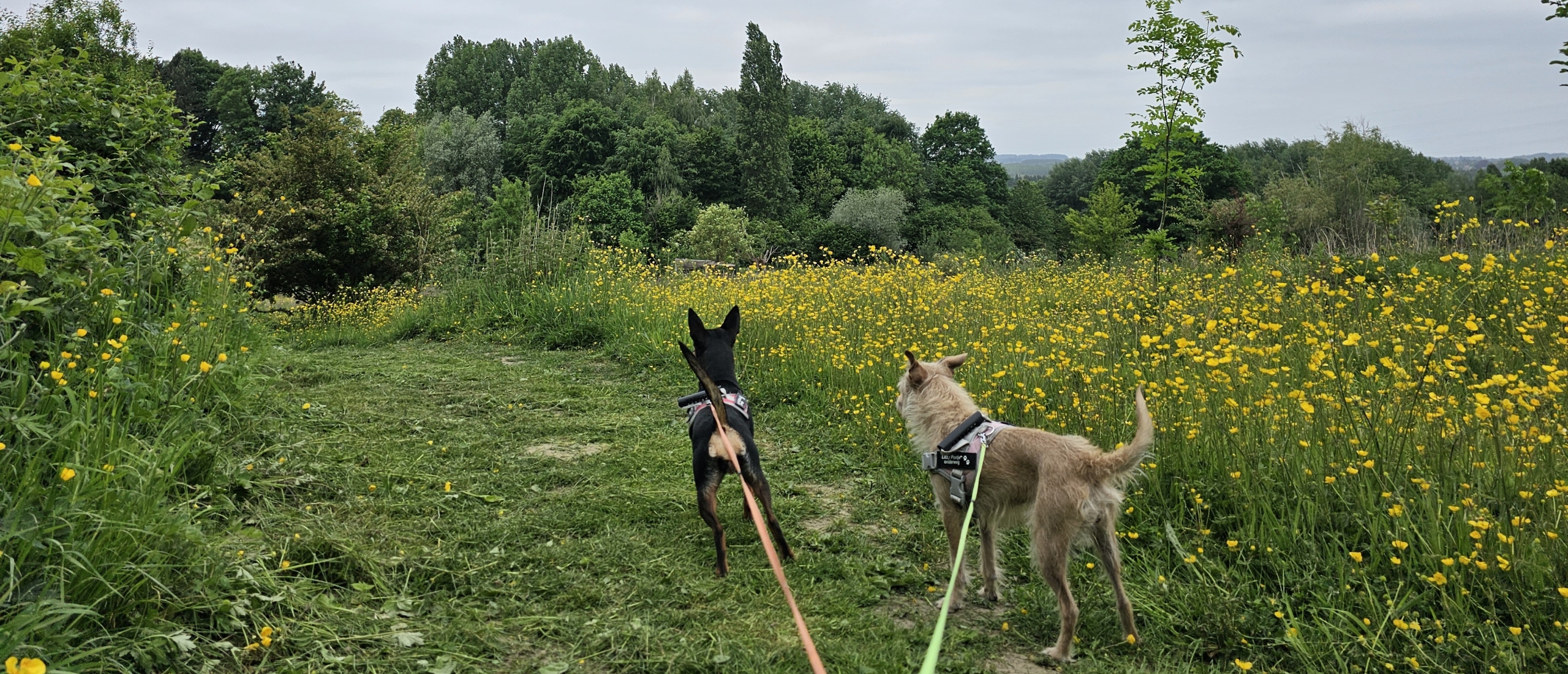 Wandeling met hond door het bos t Ename in Oudenaarde