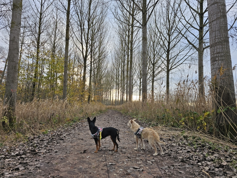 Wandeling met hond door het Graafschap in Bornem