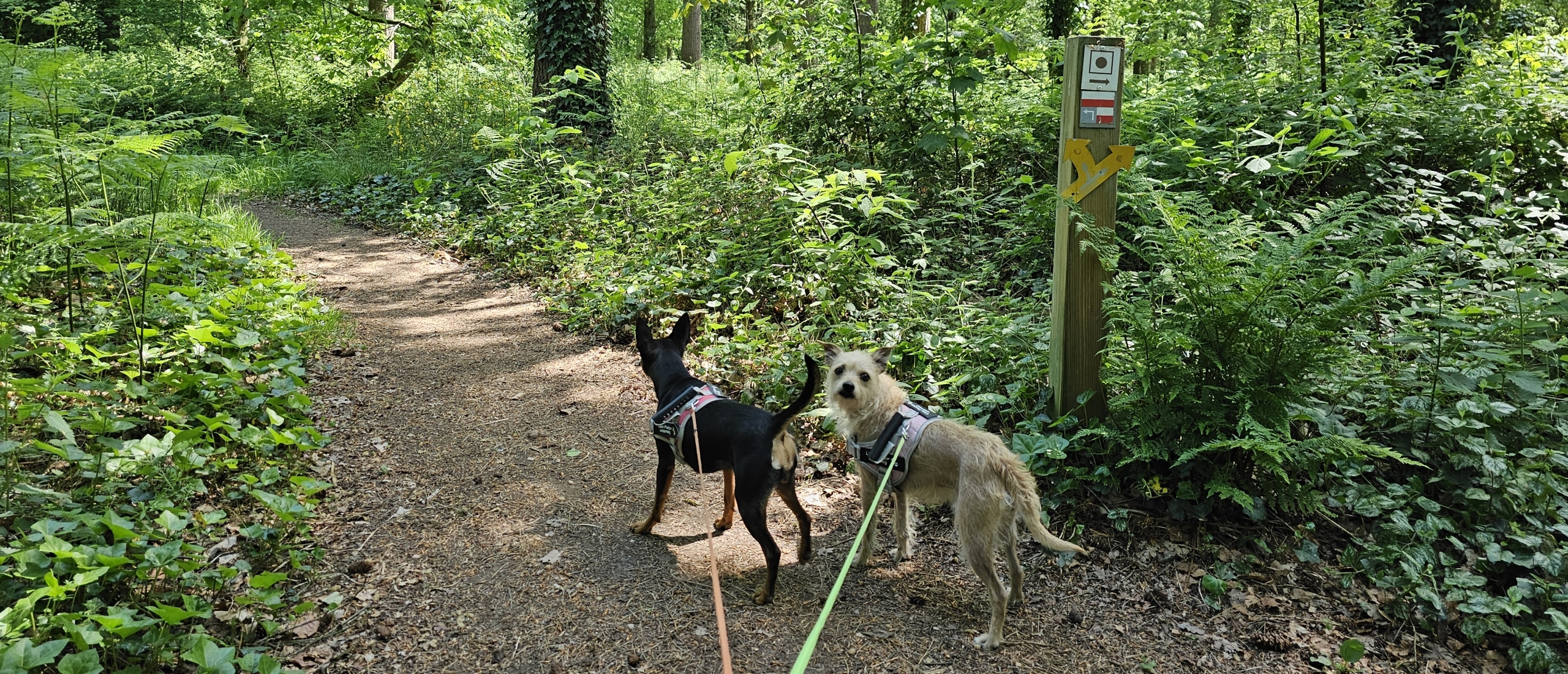 Wandeling met hond door het Groenhovebos in Torhout, West-Vlaanderen