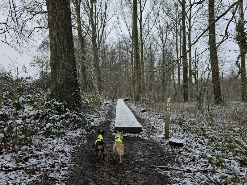 Wandeling met hond door het Kluizenbos en het Somergempark in Affligem en Aalst over vlonderpaden en boomstammenpaadjes en langs de Kluiskapel