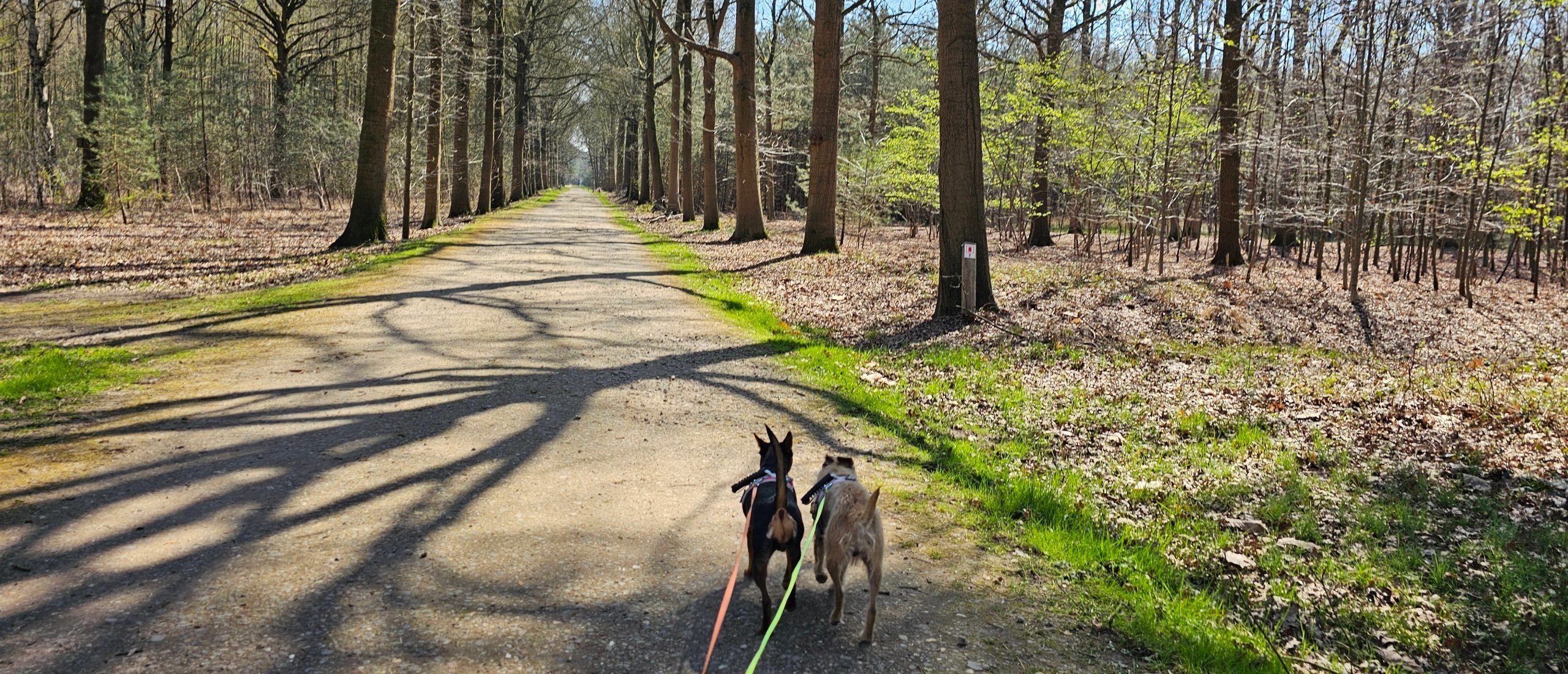 Wandeling met hond door het Mastenbos in Kapellen