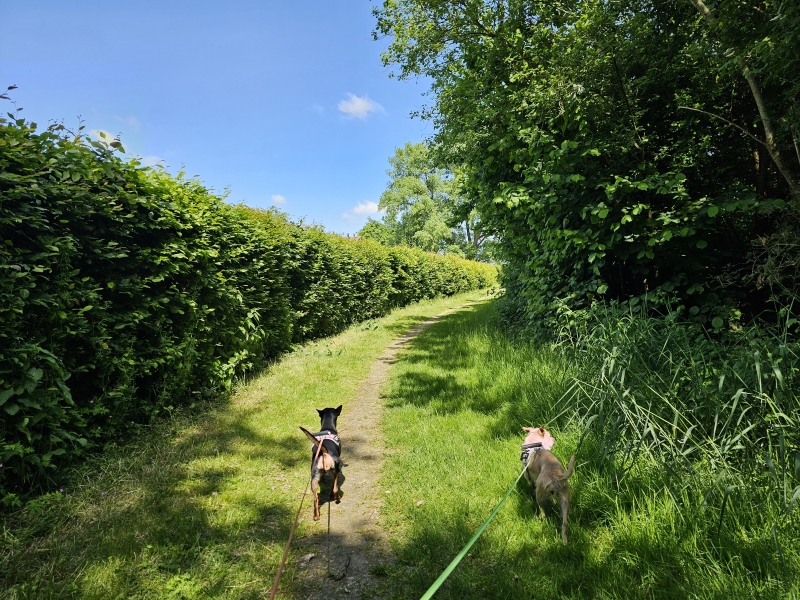 Wandeling met hond door het Merelbos in Izegem