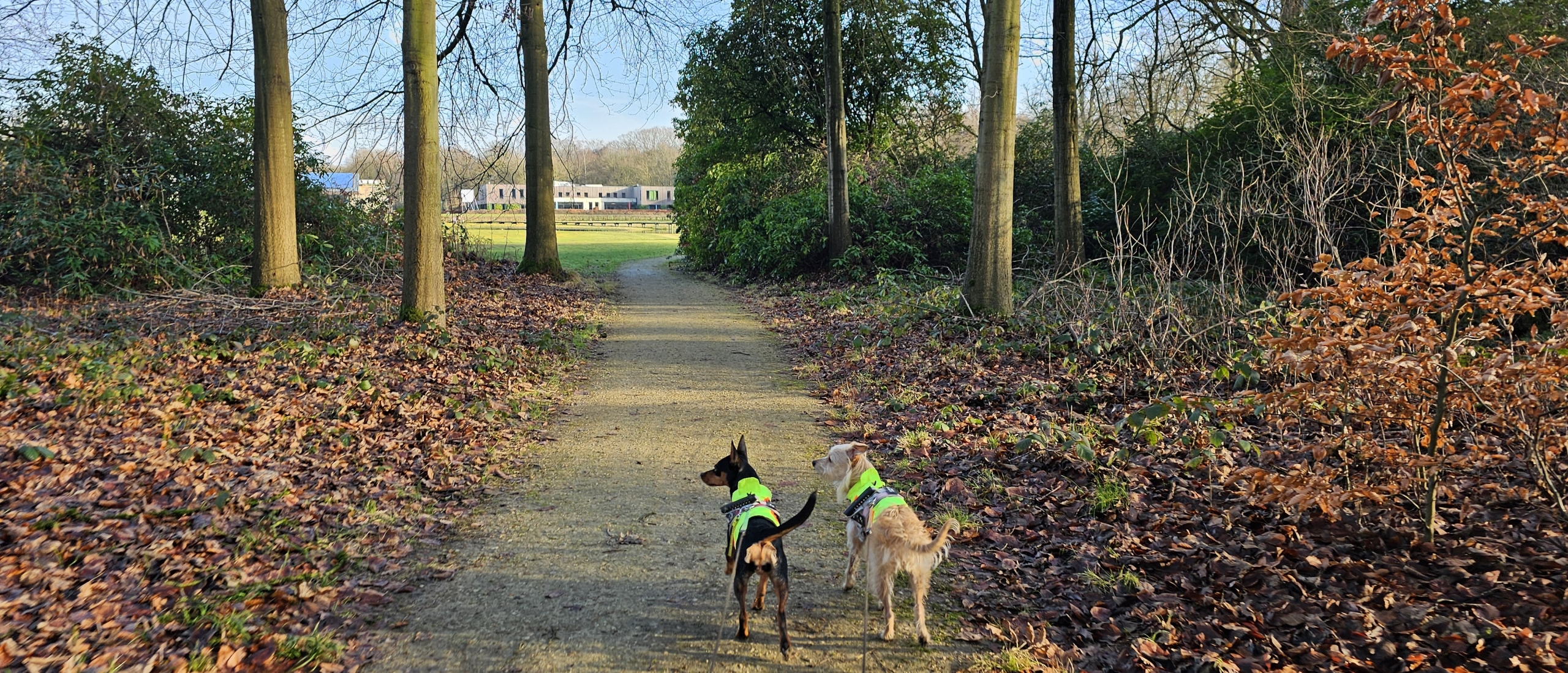 Wandeling met hond door het Park en Peerdsbos van Brasschaat, Antwerpen