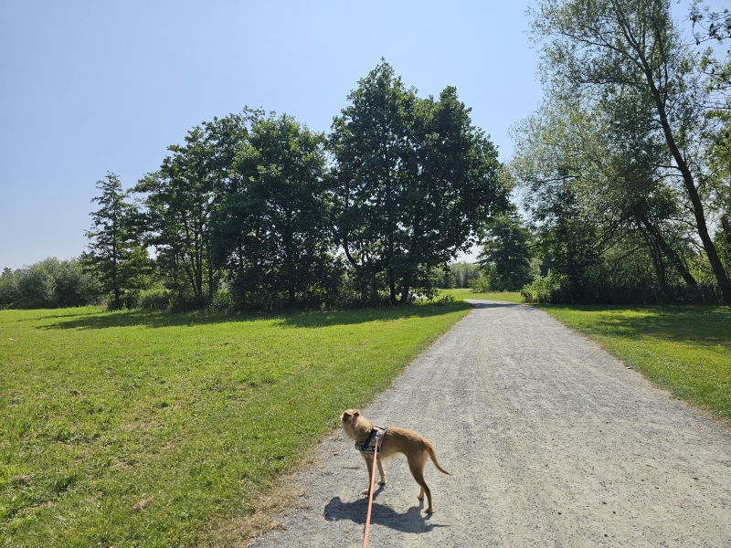 Wandeling met hond door het sportdomein de Hazewinkel in Heindonk, Willebroek
