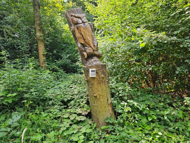 Wandeling met hond door toverbos in Burcht