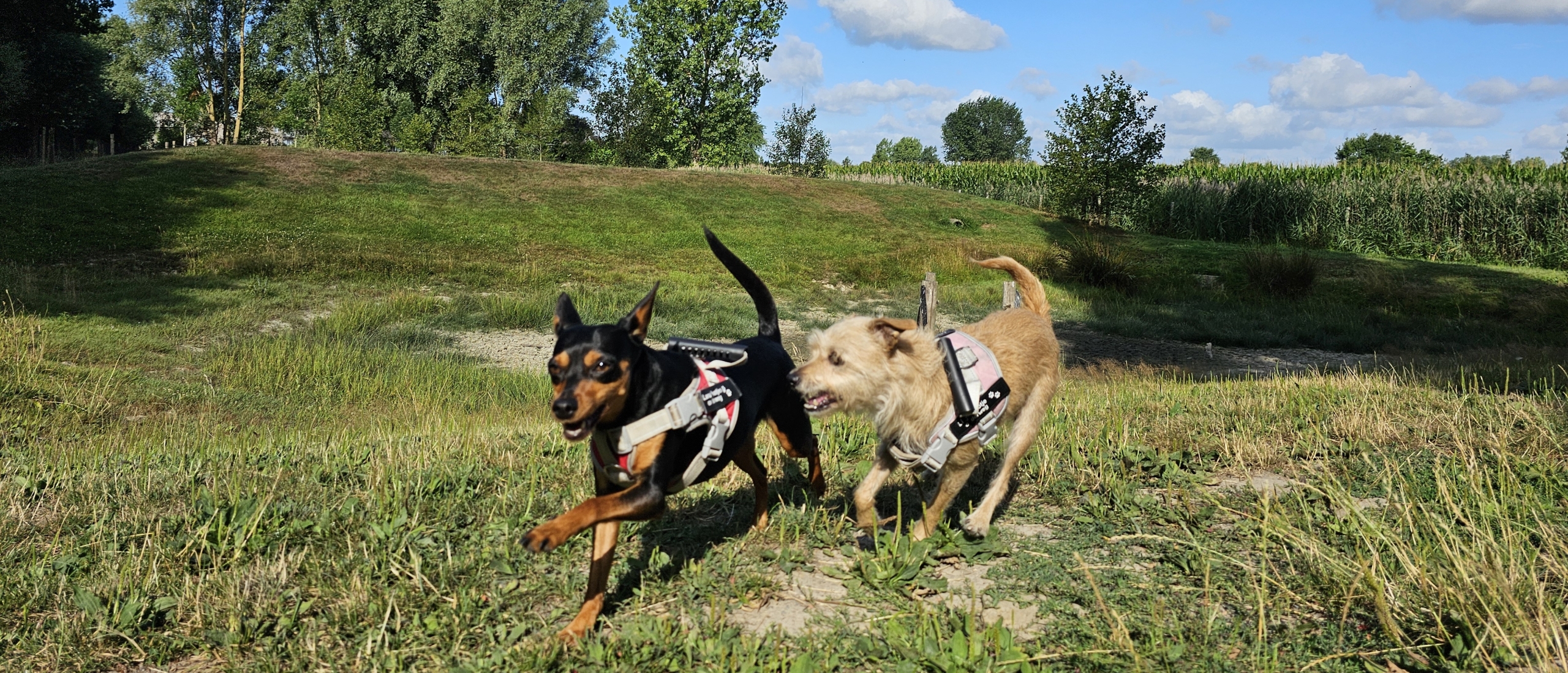 Wandeling met hond in Burcht langs het dulpoezenpad in het toverbos en loslopen op de losloopweide