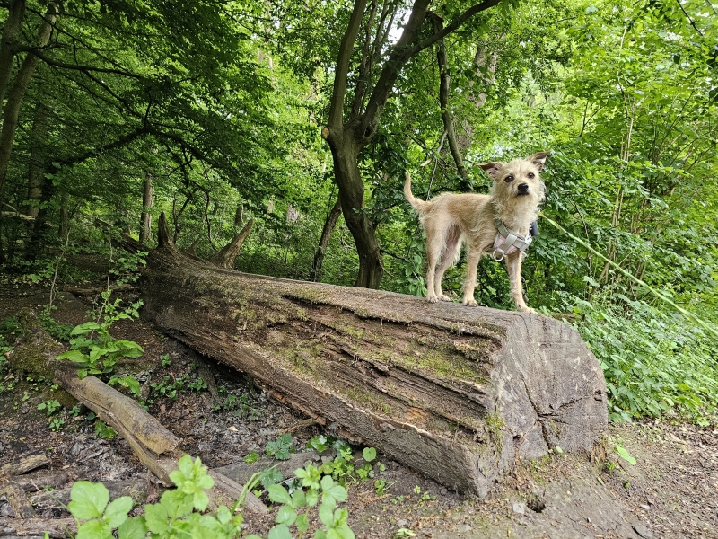 Wandeling met hond in het bos van Ename