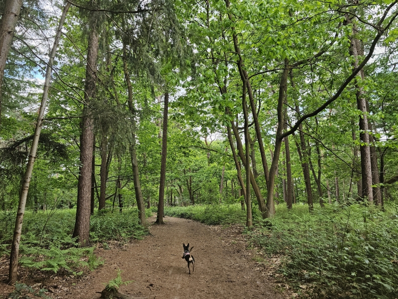 Wandeling met hond in het Liesbos in Nederland