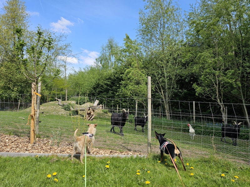 Wandeling met hond in Wilrijk, Antwerpen