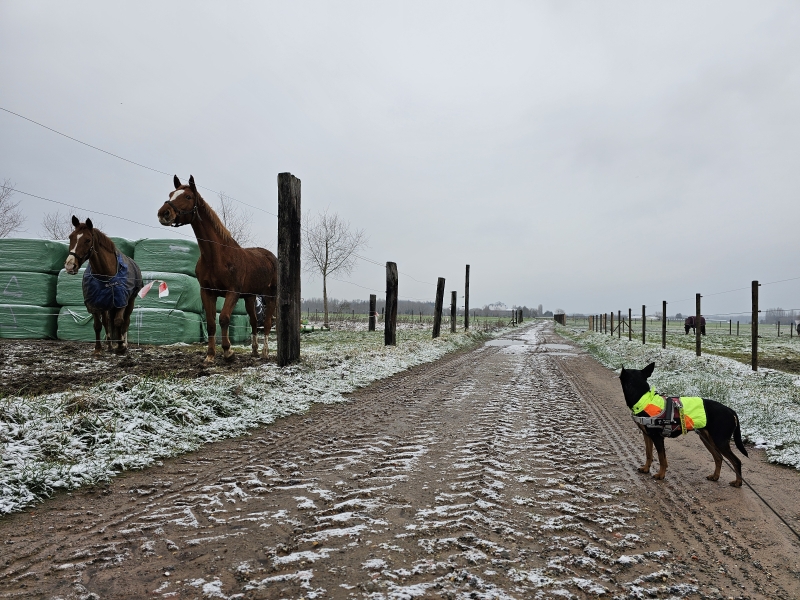 Wandeling met hond langs de weilanden met paarden in Affligem