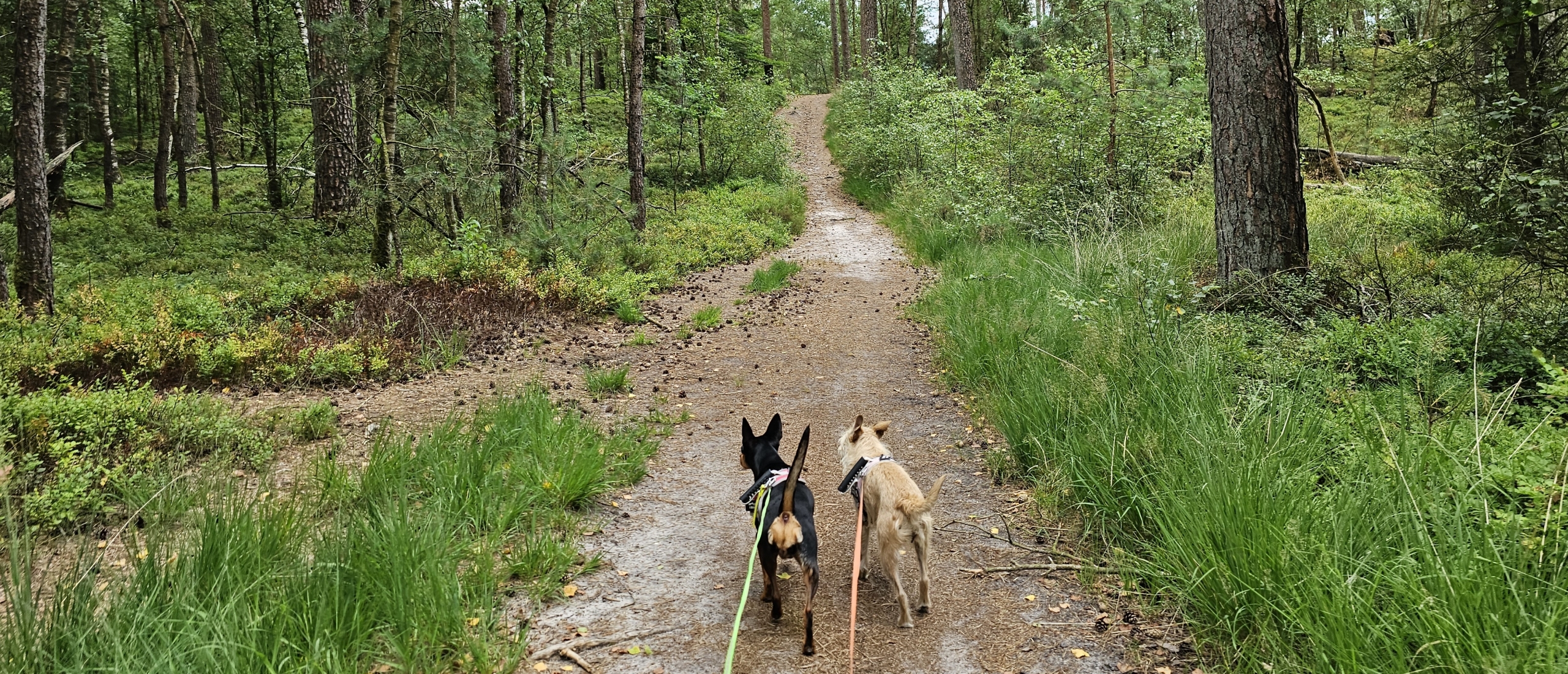 Wandeling met hond op Majuba in Epe door de Veluwse bossen
