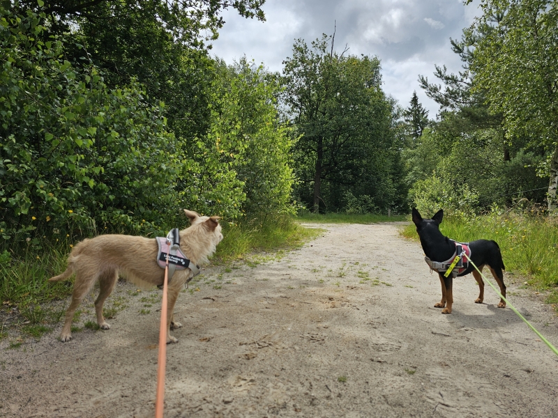 Wandeling met hond over het Plankenpad in Spier