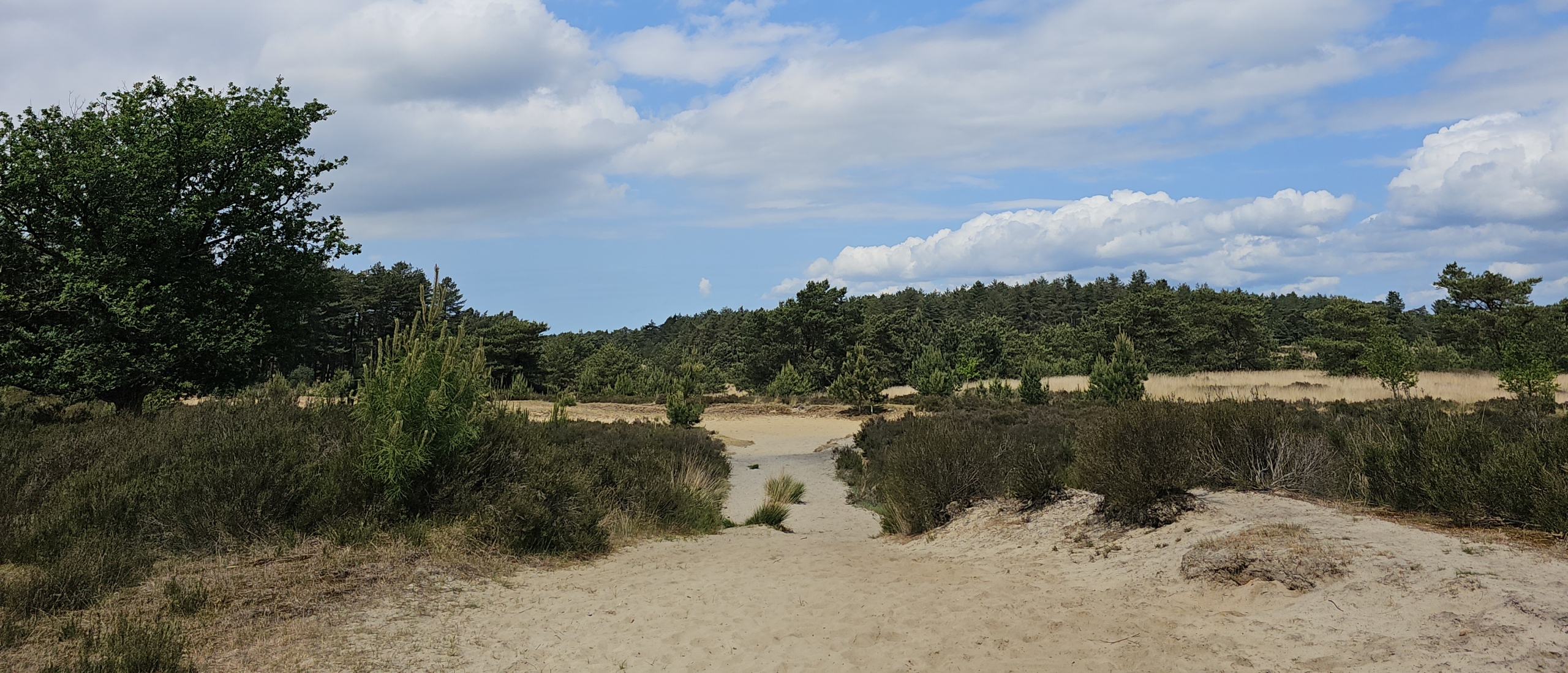 Wandeling met hond over het wandelpad De Mier in de Kalmthoutse Heide en de Ossendrechtse Duinen in Putte, Noord-Brabant, Nederland