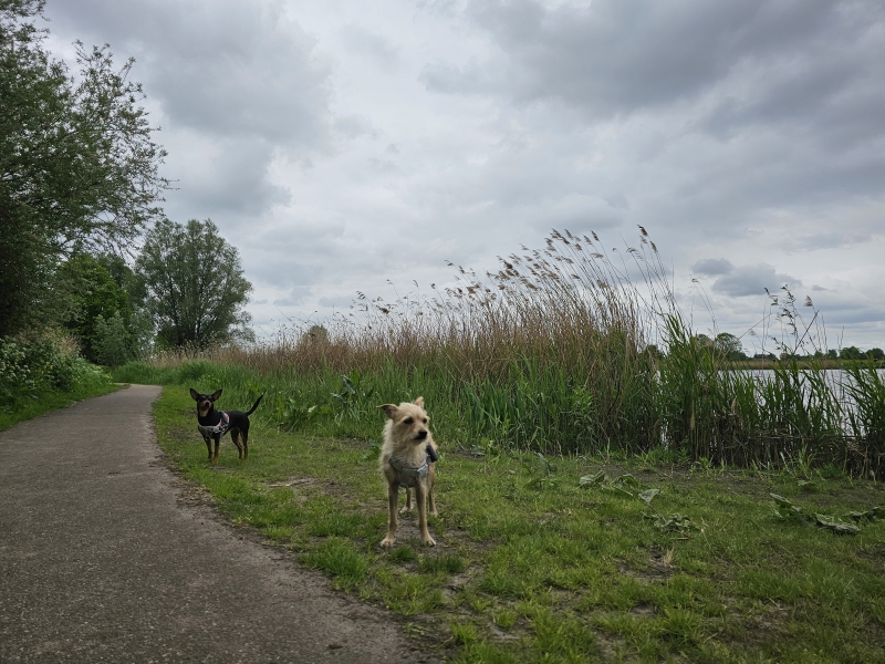 Wandeling met hond rond de Wagenbergse Put of het zandmeer wagenberg in Noord-Brabant, Nederland
