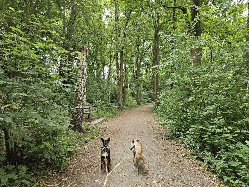Wandeling met hond rond Fort 7 in Wilrijk, Antwerpen