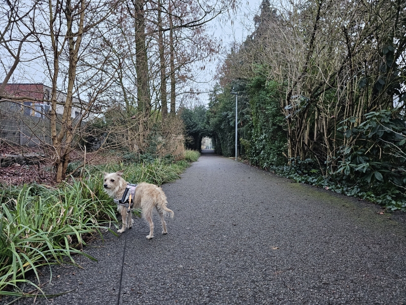 Wandeling naar sportcomplex Breeven in Bornem met hond