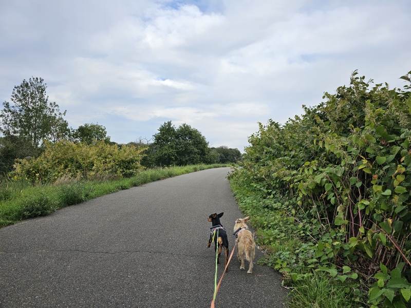 Wandeling op de dijk in Niel