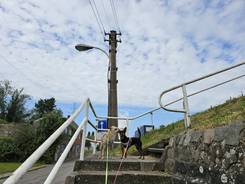 Wandeling over de Dijk aan de Schelde in Doel in het Waasland met honden