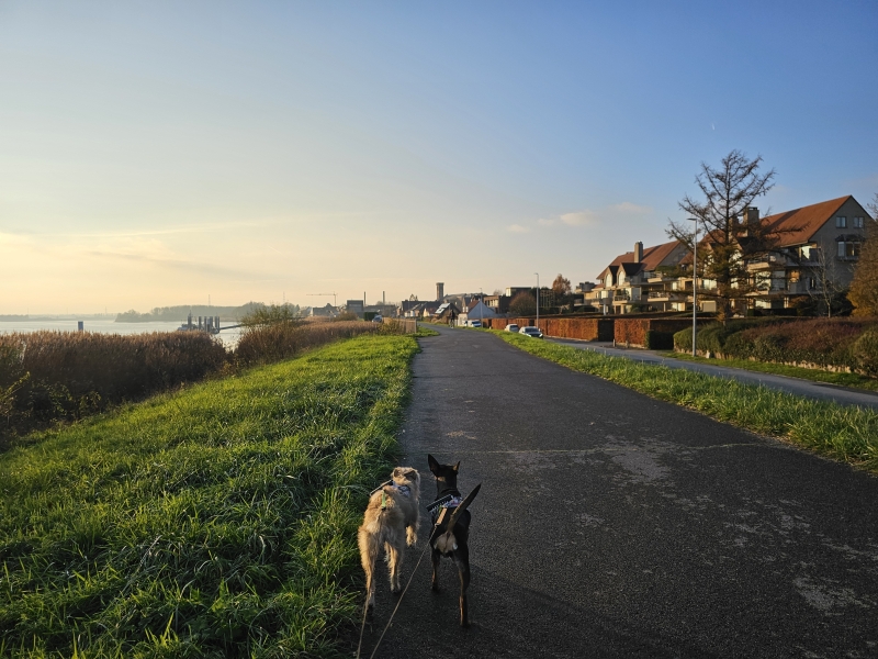 Wandeling over de dijk in Steendorp