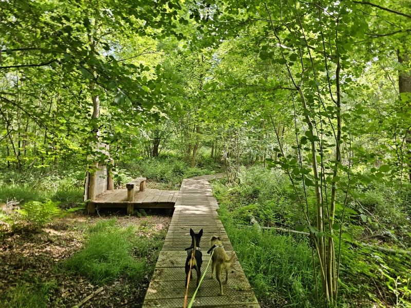 Wandeling over een vlonderpad in het Wijnendale bos in West-Vlaanderen