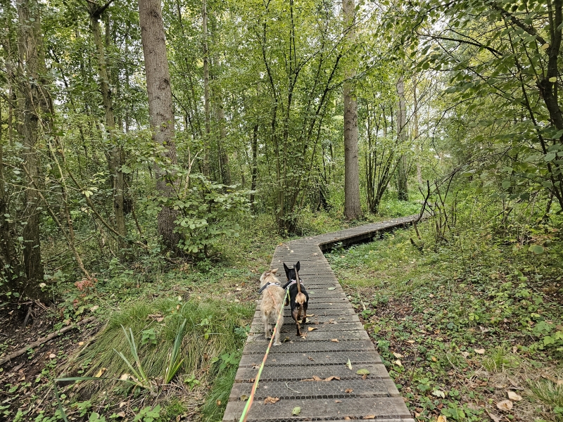 Wandeling over een vlonderpad in Niel