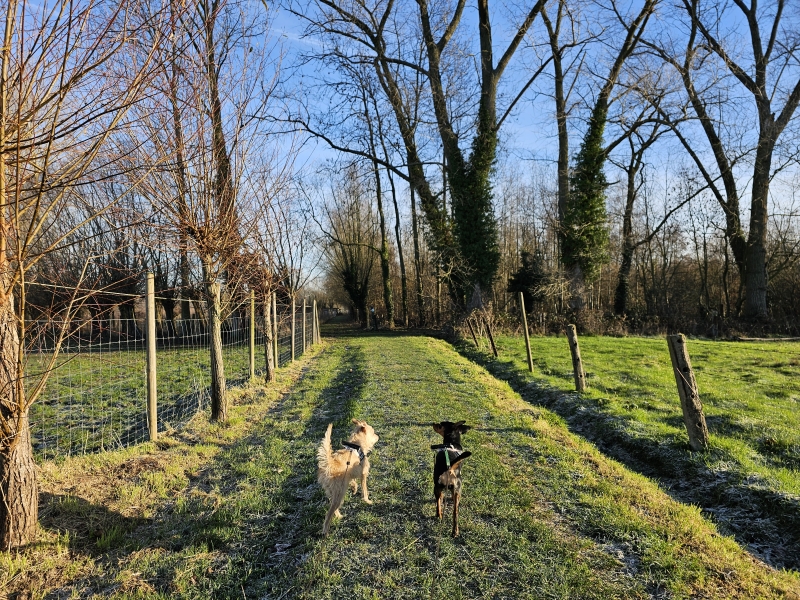 Wandeling over trage wegen in Affligem met hond