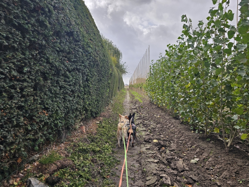 Wandeling over trage wegen in Massemen in Wetteren