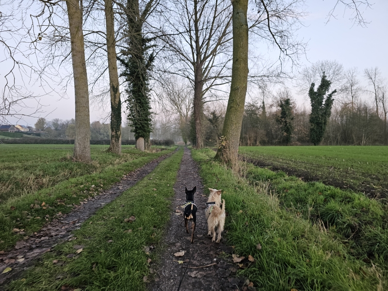Wandeling over trage wegen in Temse