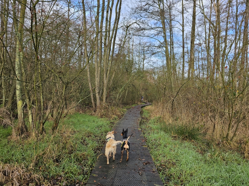 Wandeling over vlonderpaden door het bos en de heide in het Koersels Kapelleke in de Vallei van de Zwarte beek Wandeling over vlonderpaden door het bos en de heide in het Koersels Kapelleke in de Vallei van de Zwarte beek