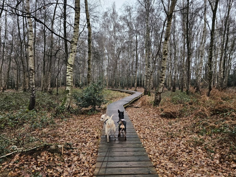 Wandeling over vlonderpaden door het Maldegemveld in Aalter met hond