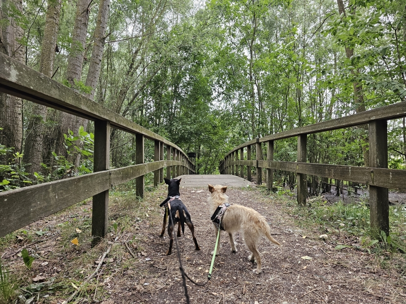 Wandeling over vlonderpaden en houten bruggen in het wilgenarboretum in Lebbeke