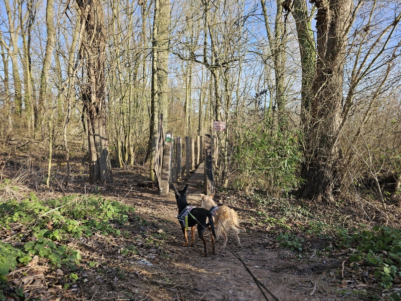 Wandeling over vlonderpaden in Affligem met hond