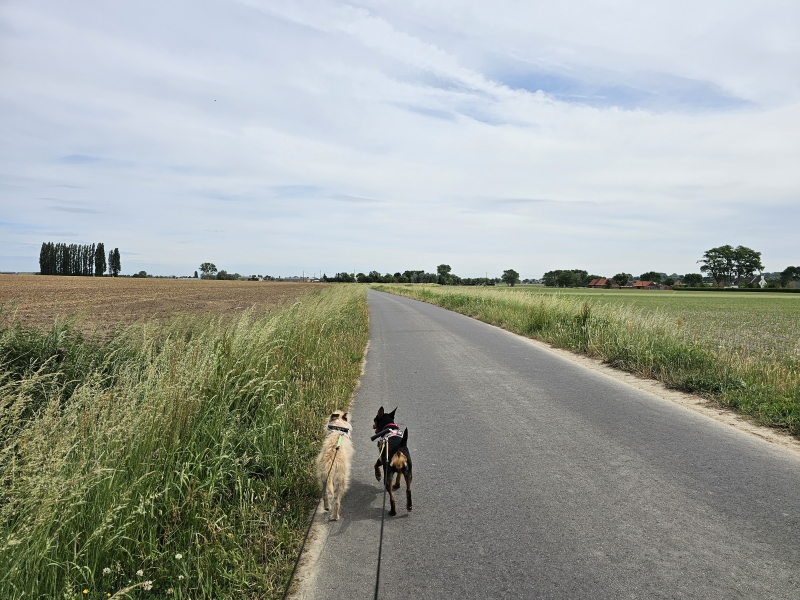 Wandeling Pittem Berghoekpad 9 kilometer met hond in West-Vlaanderen