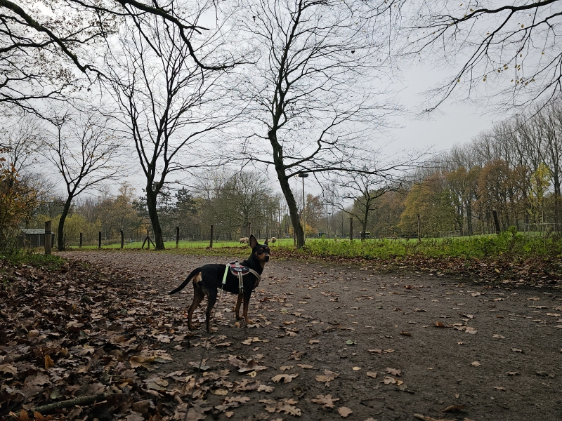 Wandeling Puyenbroeck in Wachtebeke met hond