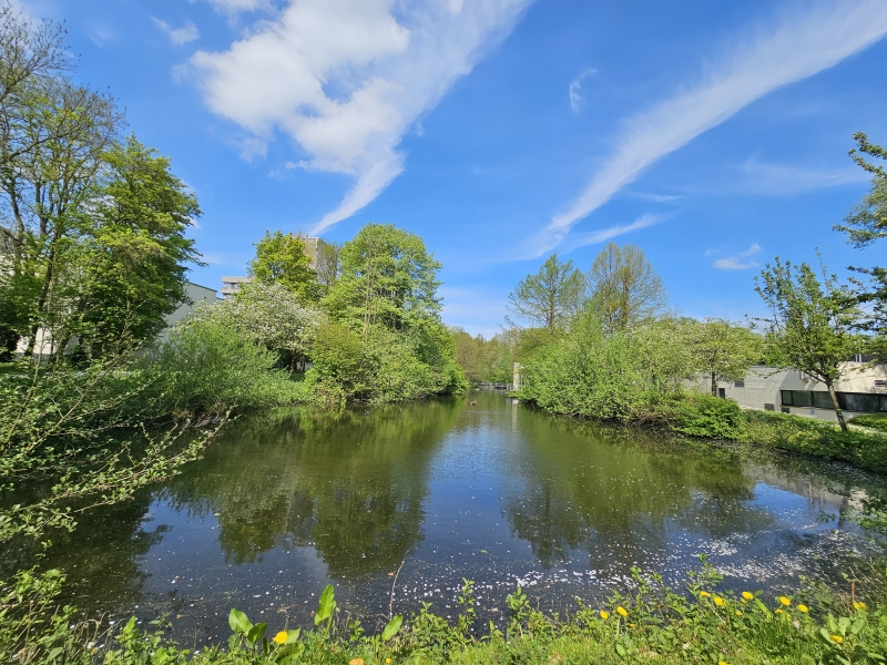Wandeling rond de vijver van de campus de drie eiken in Wilrijk met hond