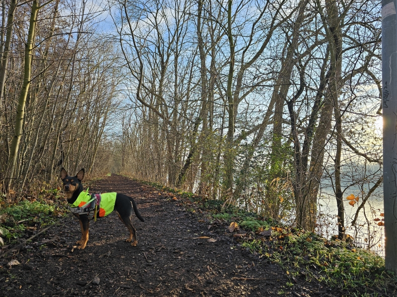 Wandeling rond de vijvers in het domein Muisbroek in Ekeren