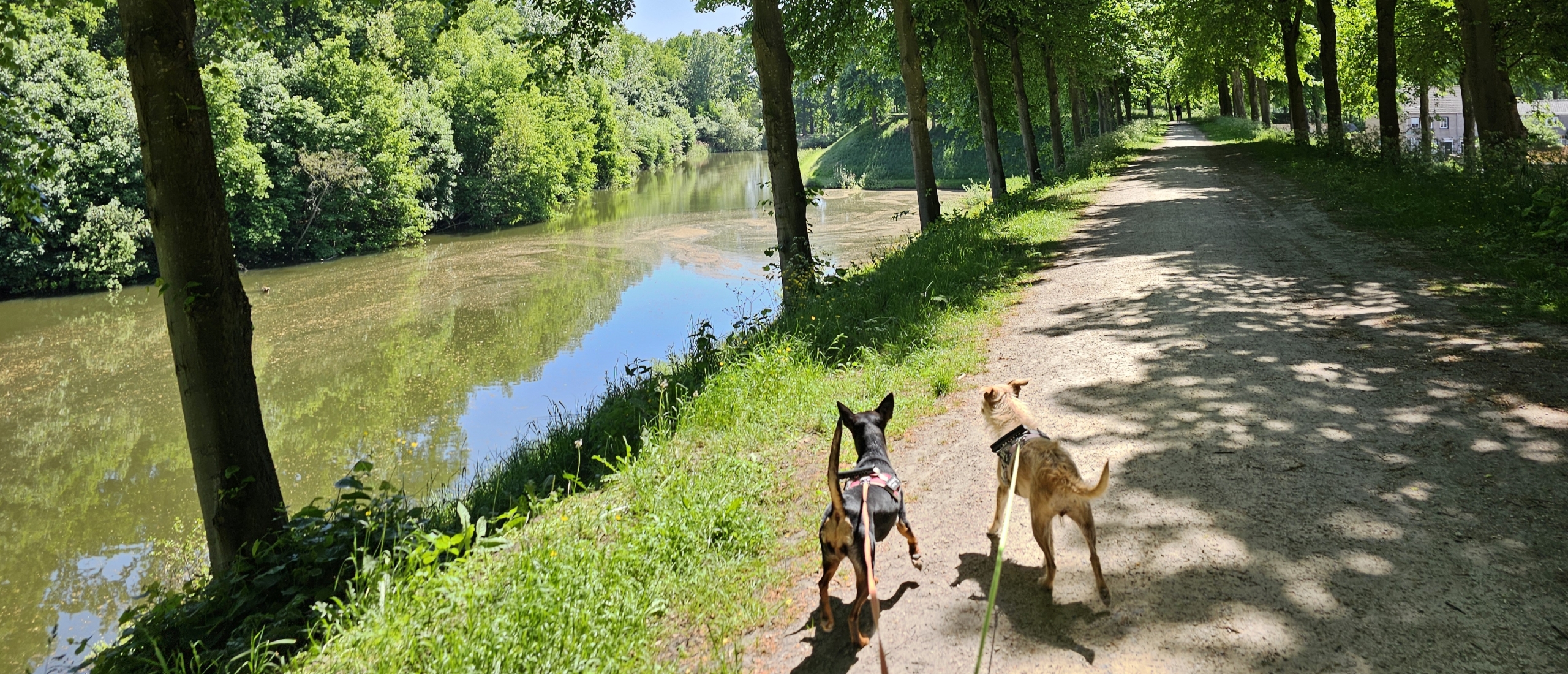 Wandeling rond en op de stadswallen van Hulst met honden