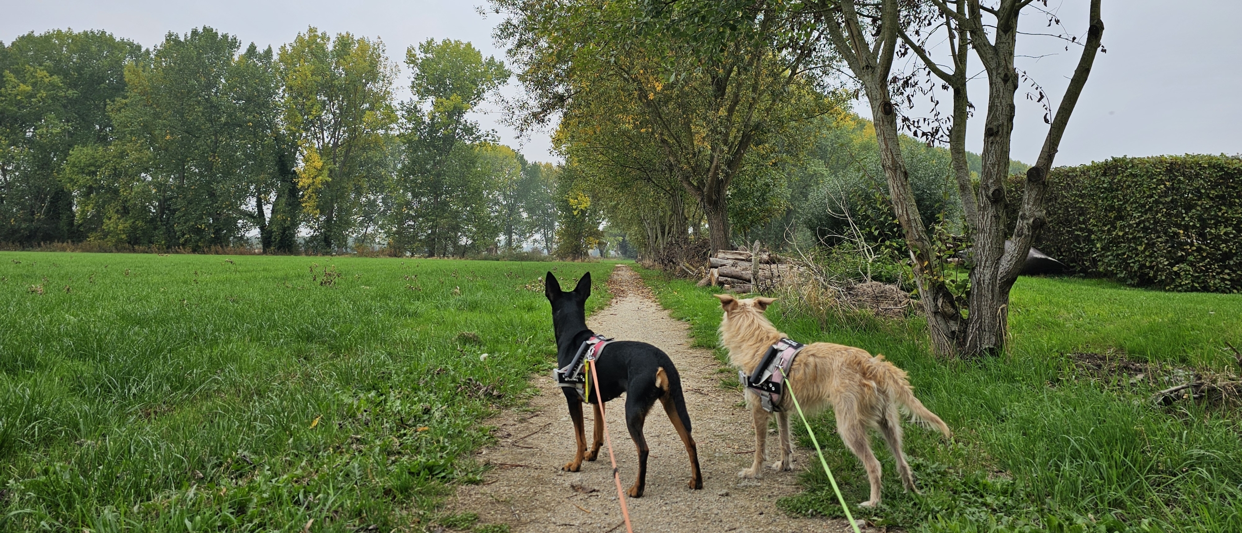 Wandeling rond Fort 3 in Borsbeek: het Borsbekenpad met hond