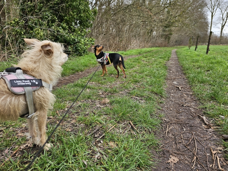 Wandeling rond het Damvalleimeer in Destelbergen met hond