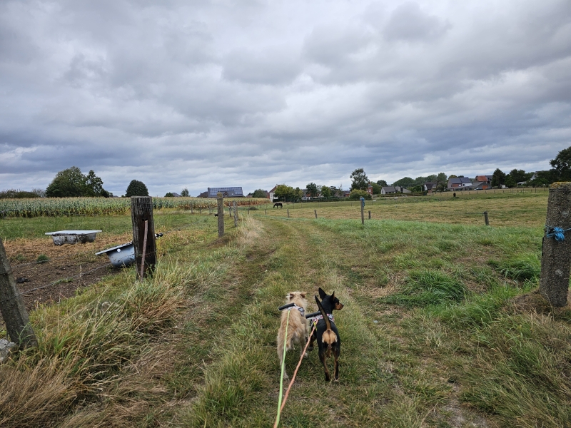 Wandeling rondom Belle in Denderbelle, Lebbeke in de Denderstreek langs trage wegen en tussen de velden Wandeling rondom Belle in Denderbelle, Lebbeke in de Denderstreek langs trage wegen en tussen de velden