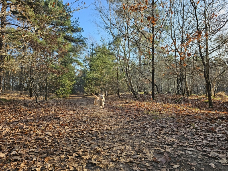 Wandeling Seterse Bergen met hond los