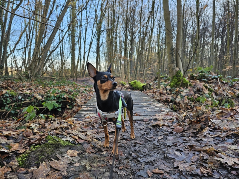 Wandeling Steentjesbos Boortmeerbeek