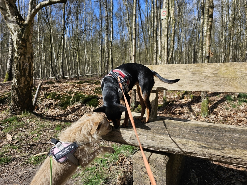 Wandeling Stropersbos met honden 7 km