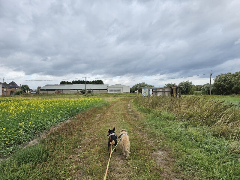 Wandeling trage wegen met hond Denderstreek Wandeling trage wegen met hond Denderstreek