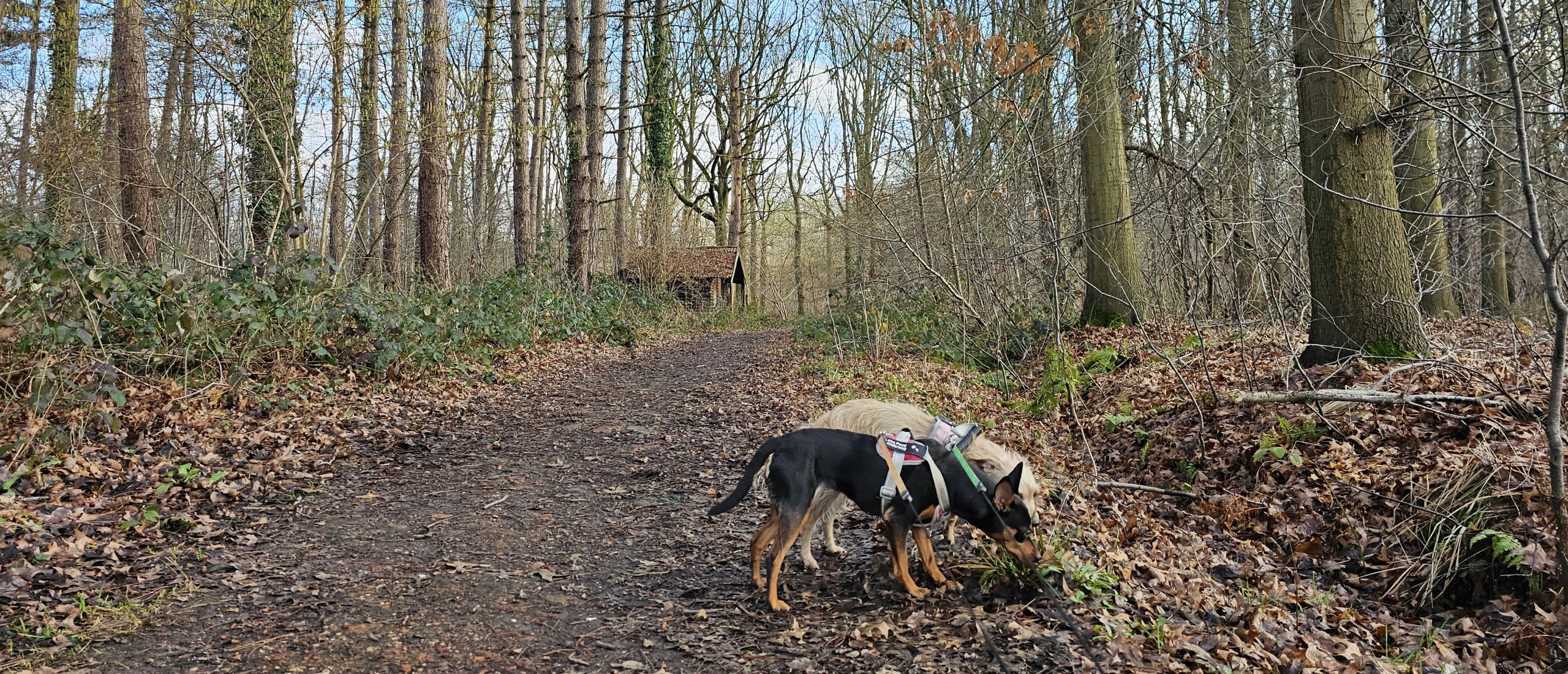Wandeling Waverwoudpad in Sint-Katelijne-Waver, Antwerpen met hond door de bossen
