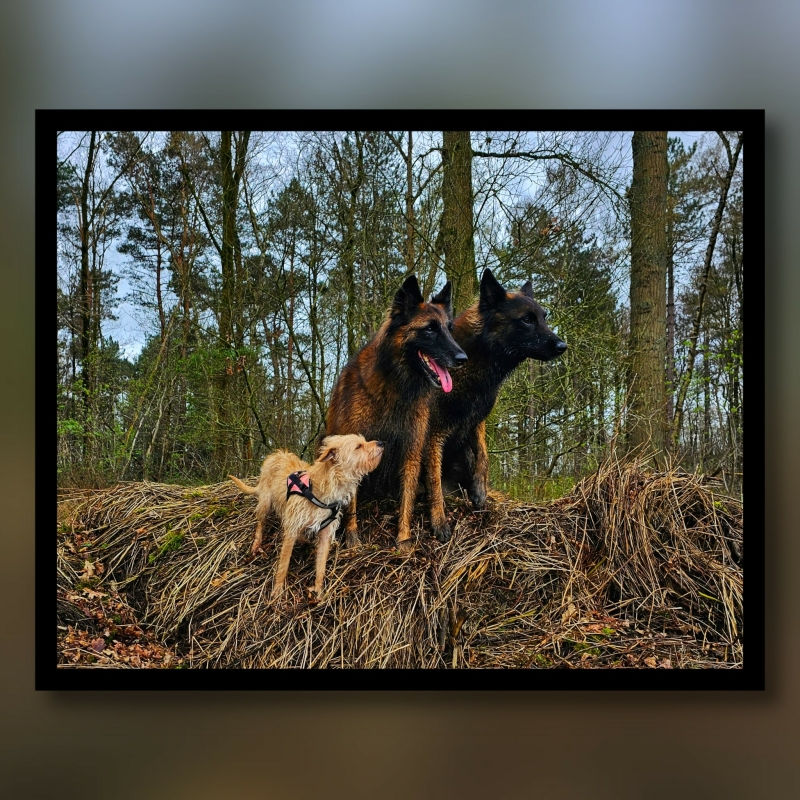 Wandelingen Breda met honden