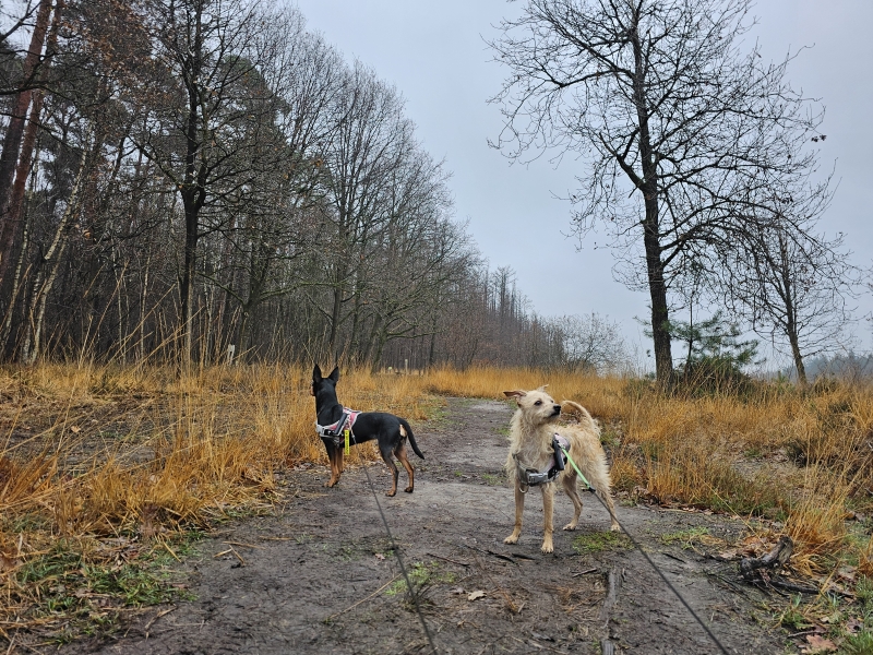 Wandelingen met hond in Aalter Wandelingen met hond in Aalter