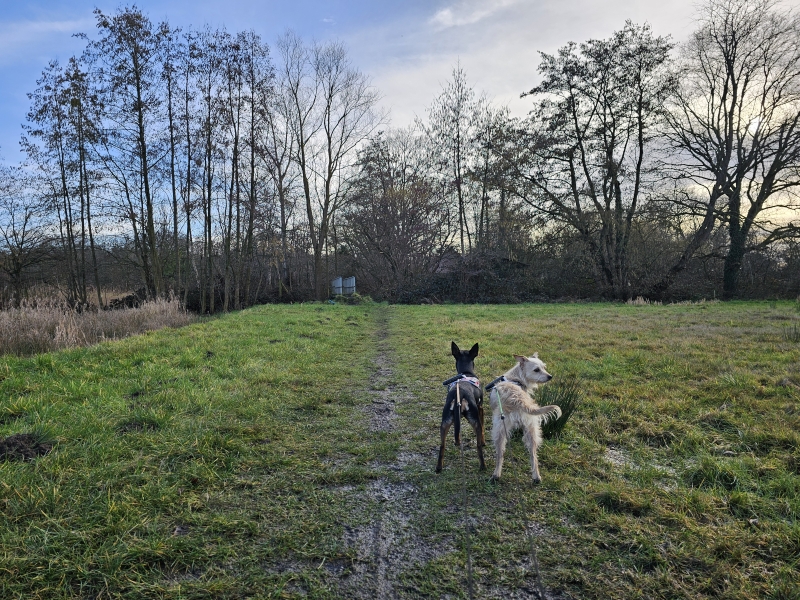 Wandelroute 17 km Waverwoud Sint-Katelijne-Waver provincie Antwerpen met honden