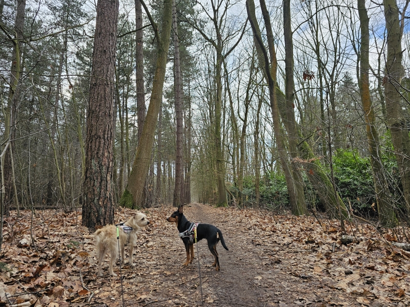Wandelroute 18,3 km Lembeekse bossen in Lembeke