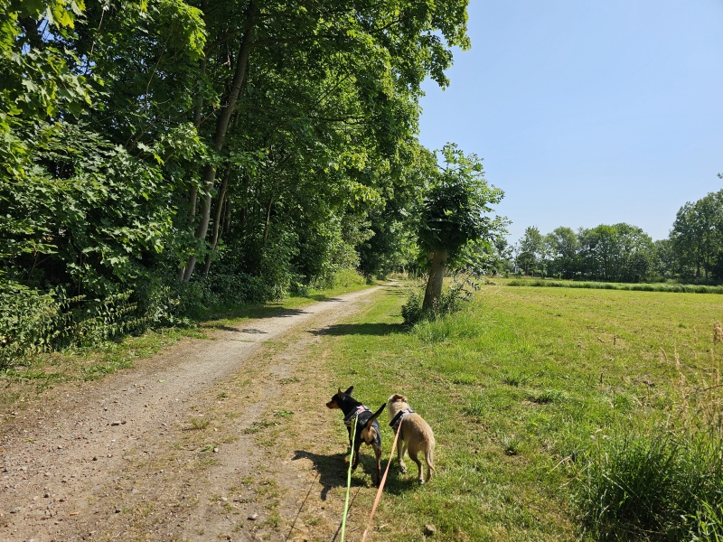 Wandelroute 7 km door Heindonk in Willebroek met honden